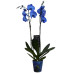 Квітка Фалінопсіс ІІ синя 12р 