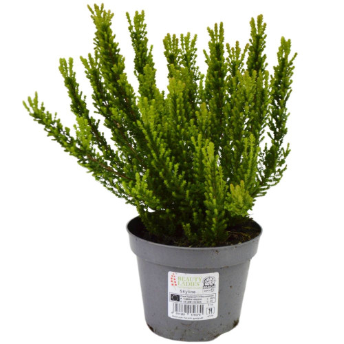 Квітка Верес Зелений 
