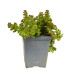 Квітка Кам'яна 