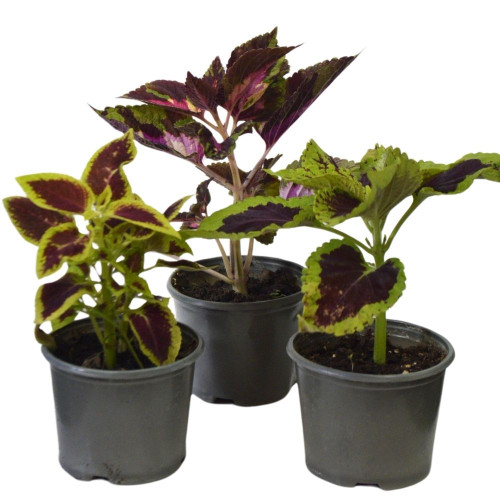 Квіта Декоративна жалива 