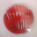 Голки набір круглий пластмасовий 0369 