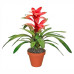 Квітка Гузманія 