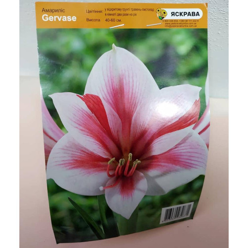 Цибулини і бульби квітів Яскрава Гіпеаструм простий Gervase 24/26