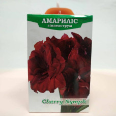 Цибулини і бульби квітів Яскрава Гіпеаструм махровий Cherry Nymph 24/26 + КОРОБОЧКА 