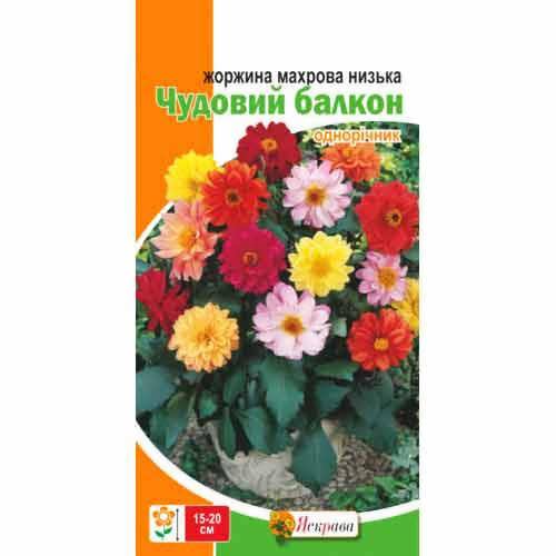Насіння Яскрава Жоржини махрові низькі Чудовий Балкнон 0,3г однорічник 